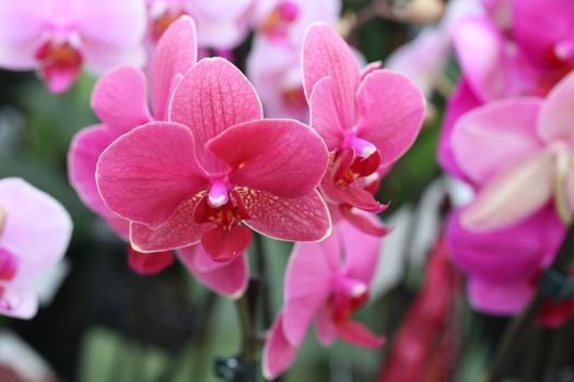 Pink phalaenopsis orchids in close up