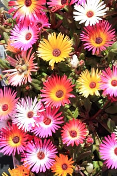 Trailing iceplant or "pink carpet" in several colors