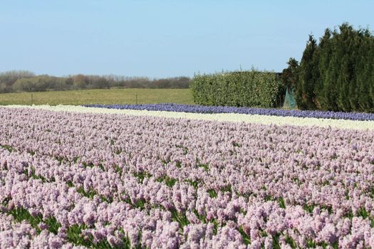 Fields with purple and white hyacints in the Netherlands