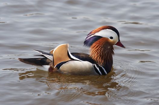 Detail of the mandarin duck