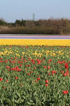 Dutch floral industry, fields with tulips