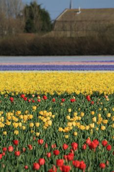 Red and yellow tulip fields in the Netherlands