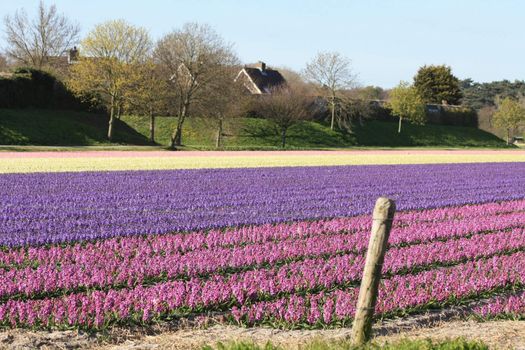 Dutch floral industry, fields with hyacints