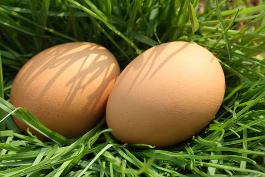 Closeup of two eggs lying on background with green grass