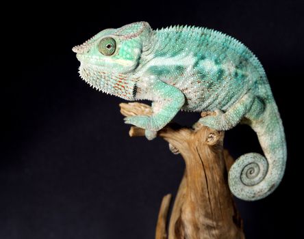 Nice colorful male chameleon lizard