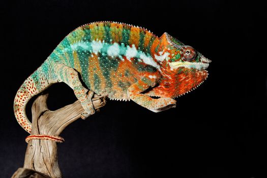 Nice colorful male chameleon lizard