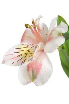 alstromeria flower isolated on white