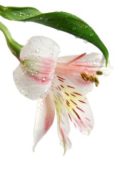 alstromeria flower with water droplet isolated on white