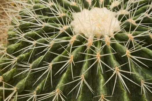 it is a close shot of cactus in the garden