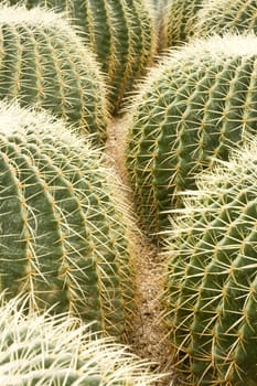 it is some cactus in the garden