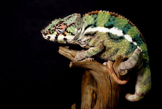 Nice colorful male panthera chameleon lizard