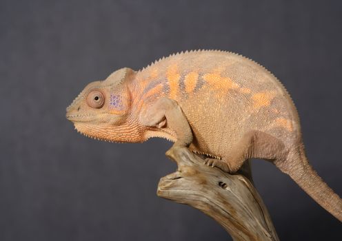 Nice colorful female panthera chameleon lizard