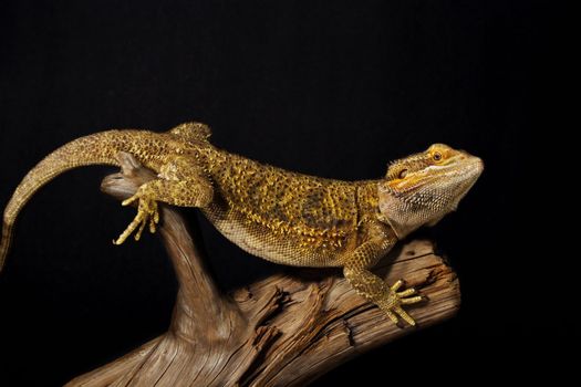 bearded dragon lizard on black background