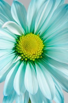 closeup on blue daisy