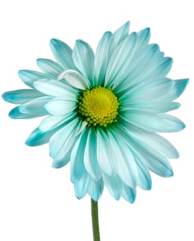 closeup on blue daisy