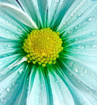 closeup on blue daisy