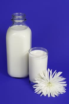 Fresh milk in a bottle and glass with a white flower