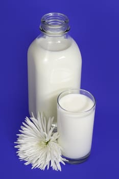 Fresh milk in a bottle and glass with a white flower