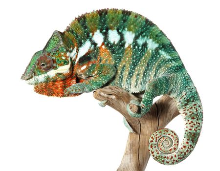 Nice colorful male chameleon lizard