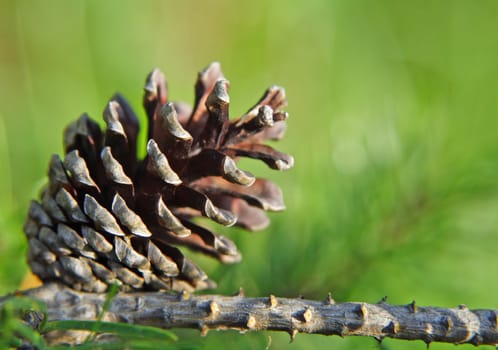 pine cone on a branch, green background