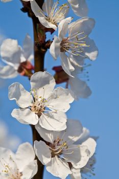 nature series: beauty apricot bloom in spring