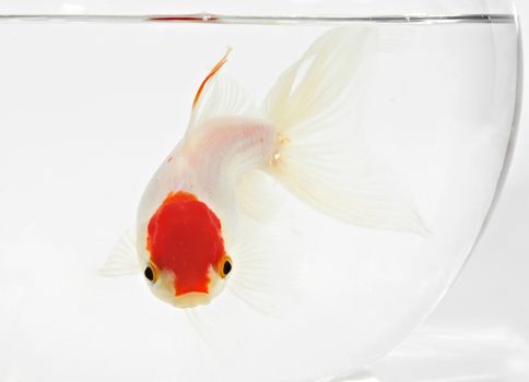 white and red goldfish on a bocal