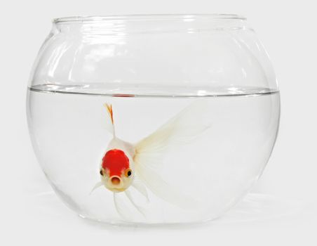 white and red goldfish on a bocal