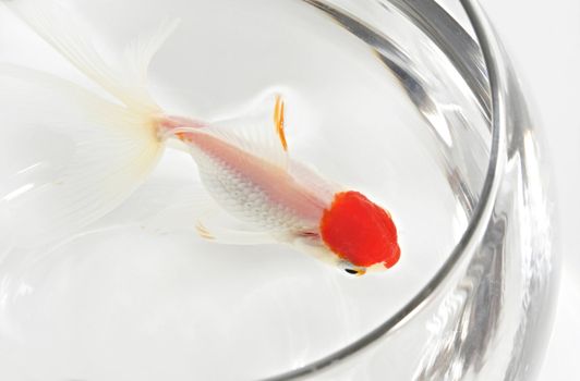 white and red goldfish on a bocal