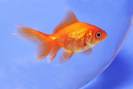 red goldfish on a bowl