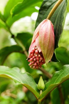 rose grape, medinilla magnifica, melastomataceae