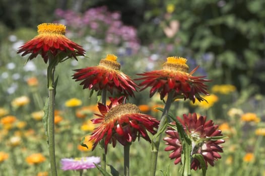 field of colorful flowers as background