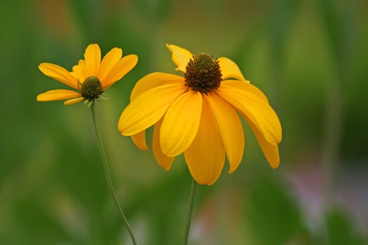 two yellow daisy 