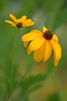 two yellow daisy 