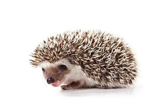 cute little hedgehog isolated on white