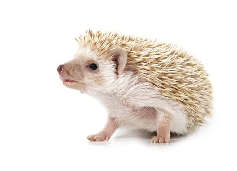 cute little hedgehog isolated on white