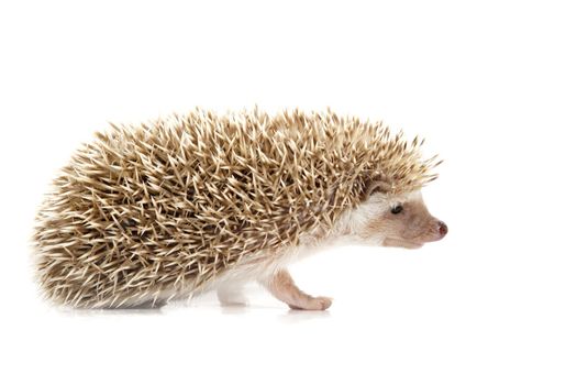 cute little hedgehog isolated on white