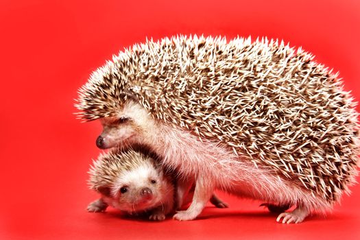 mother and baby hedgehog, red background