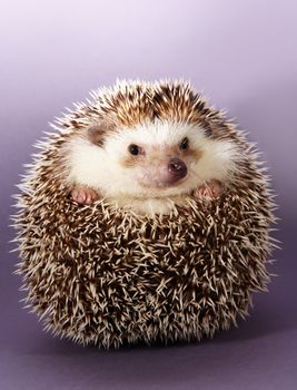 cute little hedgehog, purple background