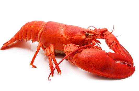 cooked red lobster isolated on white