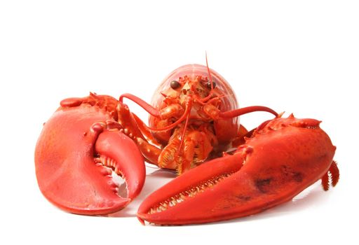 cooked red lobster isolated on white