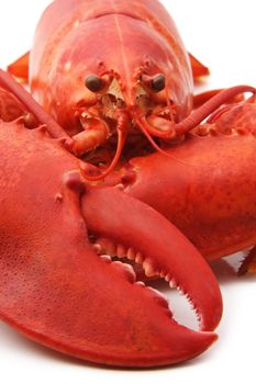 cooked red lobster on white background