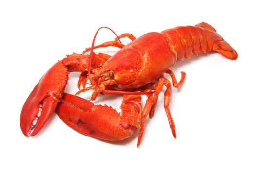 cooked red lobster isolated on white