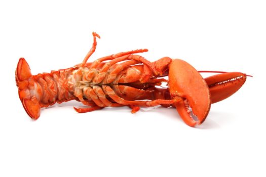 cooked red lobster isolated on white