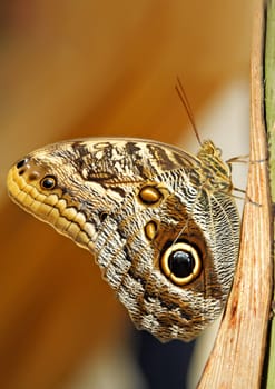 Caligo memnon butterfly