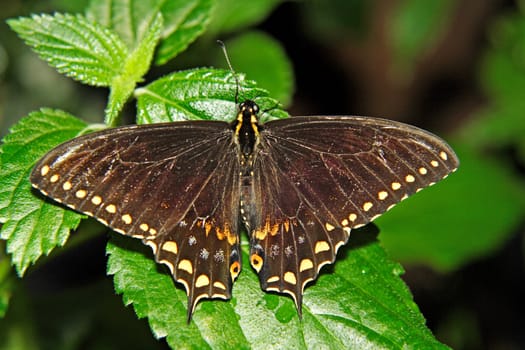 dark brown butterfly