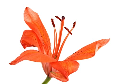 orange lily with some missing petals, isolated on white