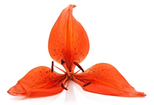 orange lily with some missing petals, isolated on white