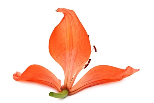 orange lily with some missing petals, isolated on white