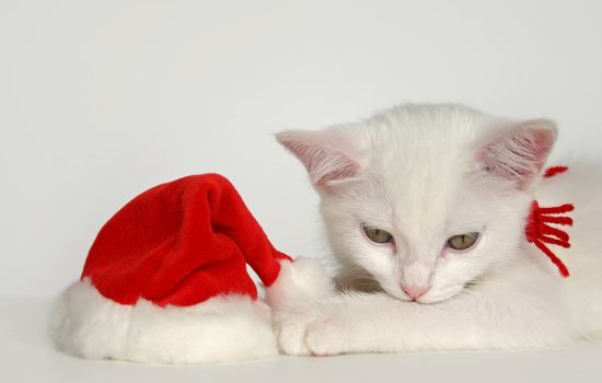 cute sleeping white kitten with christmas hat