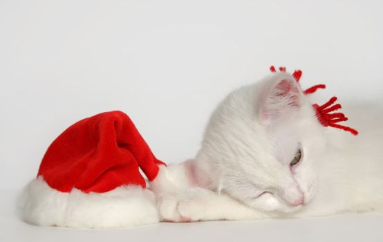 cute sleeping white kitten with christmas hat